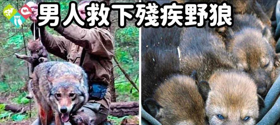 野狼狗的最爱食物是什么？（揭秘野狼狗的食物选择偏好）