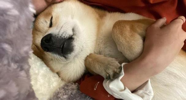 培养狗狗适宜的睡眠环境（让狗狗拥有舒适的睡觉地方，让它健康快乐成长）