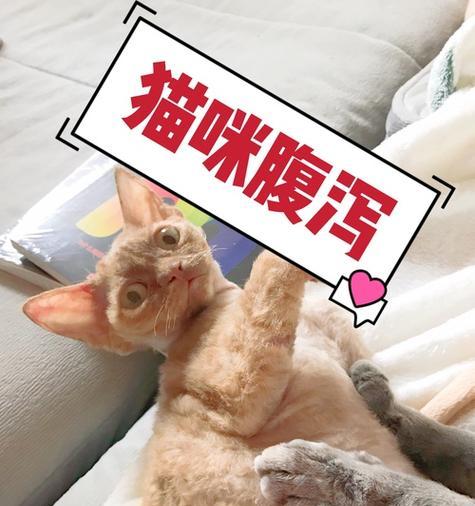 如何通过饮食调理帮助猫咪解决拉稀问题（探索猫咪拉稀的原因与相应的饮食方法）