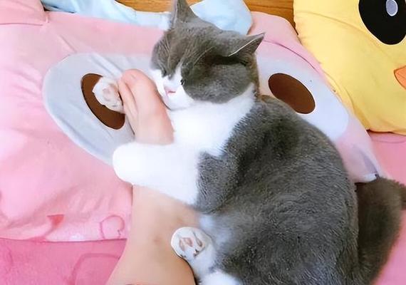 猫爪子的训练秘籍（培养良好的猫咪爪子习惯）