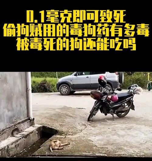 以药狗的药成分解析（探究以药狗的药中的关键成分及其功效）