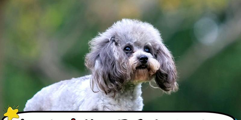 泰迪幼犬打育苗的最佳时间（选择合适时机让你的泰迪幼犬接种疫苗）