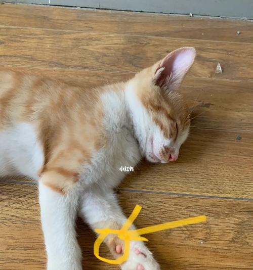 猫咪肉球之奥秘（揭开猫咪肉球背后的秘密）
