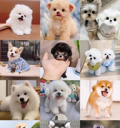 金毛犬的成年标准与特征（探寻金毛犬成年的时刻及其重要性）