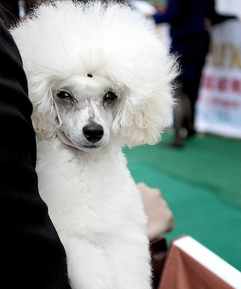 贵宾狗之色彩之美（以贵宾狗什么颜色好为探讨的研究）