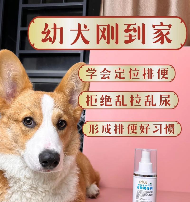 如何准备好迎接幼犬到家（准备幼犬生活所需用品及环境的重要性）