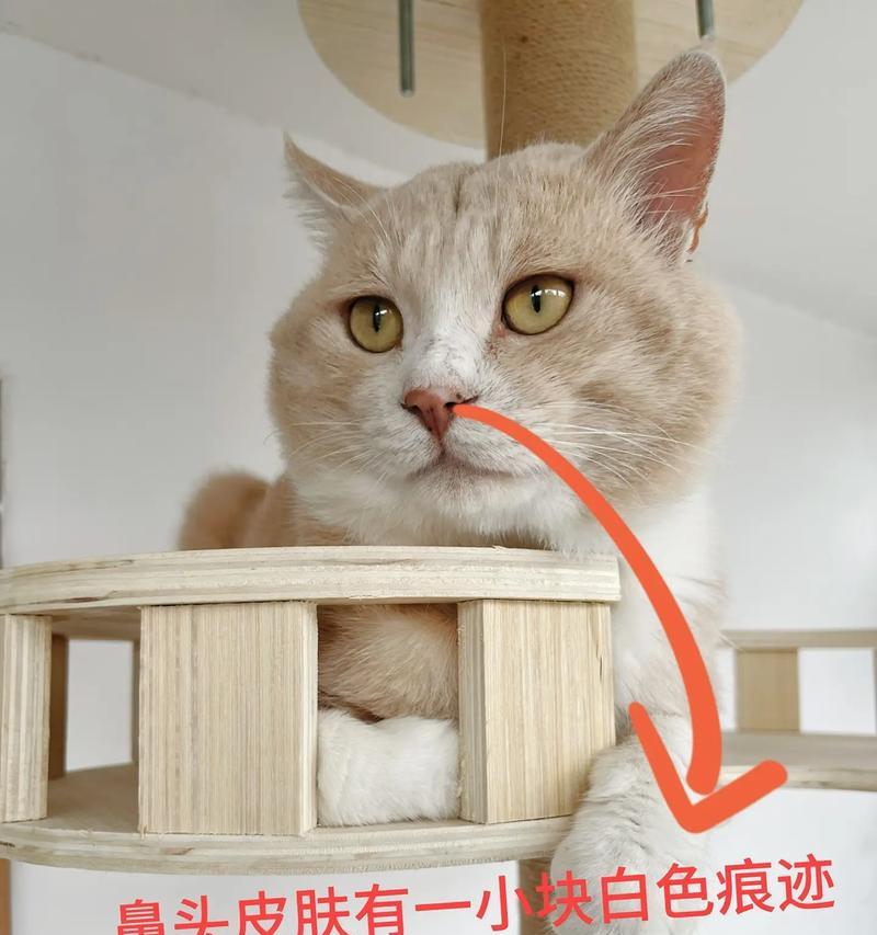 猫皮肤白色之谜（探索猫科动物白色皮肤的进化与生态功能）