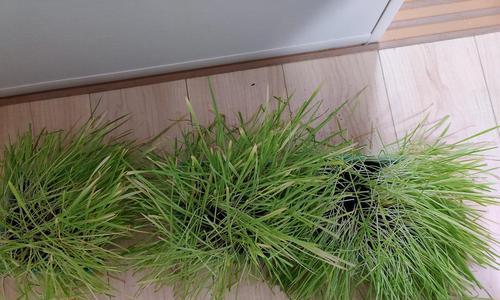 猫草（探秘猫草的好处与种类）