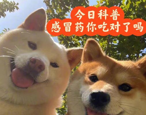 狗狗生病了，该吃什么药？（如何选择合适的药物治疗你的狗狗流鼻涕、拉肚子和发烧？）