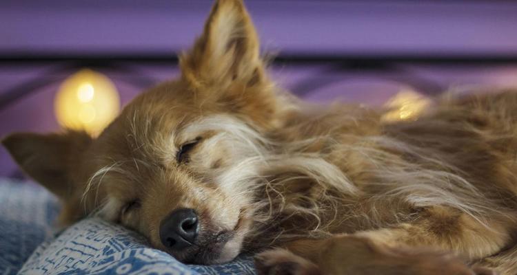 狗狗为何喜欢跑床上睡觉？（探寻狗狗对床上睡眠的偏爱）