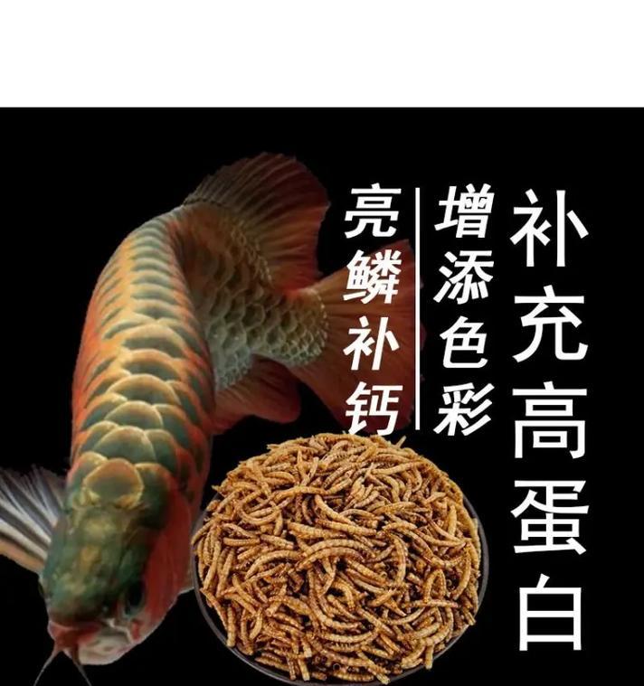 以锦鲤喂什么长的快？（挑选适合锦鲤生长的饲料和营养品）