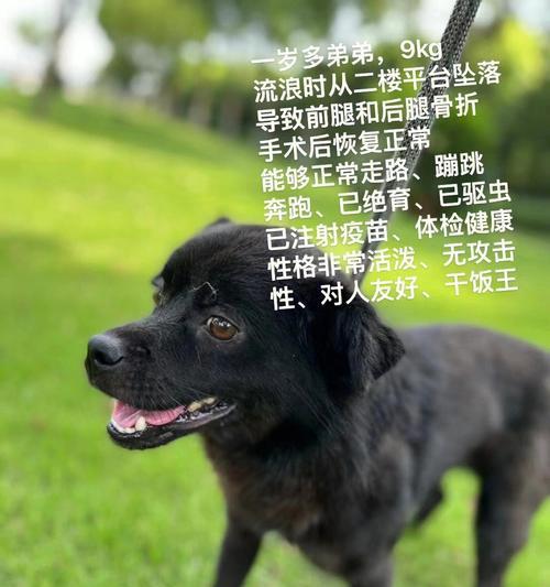 幼犬领养指南（以幼犬什么时候可以领养为主题的全面指南）