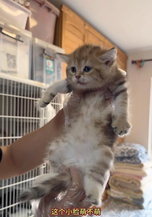 探寻虎斑猫的迷人特点（从外貌到性格，了解这些关键特征）