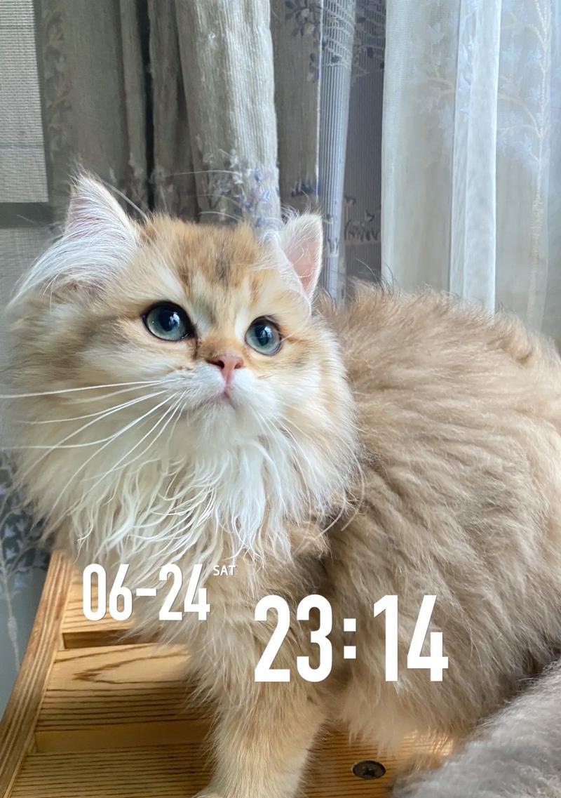 养猫必备的准备工作（为了让你的猫咪过得舒服，这些准备工作一定要做好）