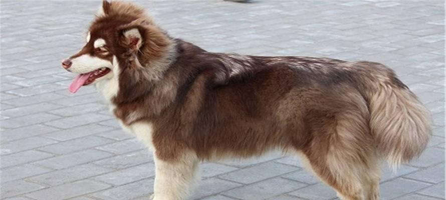 金毛犬尿血，如何选择合适的药物治疗？（金毛犬尿血药物治疗的关键问题与解决方法）