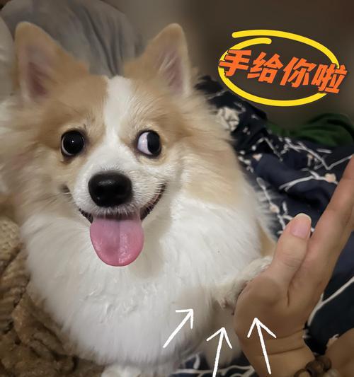 狗的爪子为什么能够牢牢抓地？（解析狗爪子的结构和功能）