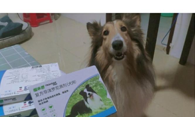 福来恩引发的反应（探索福来恩所引发的社会、经济和政治反应）
