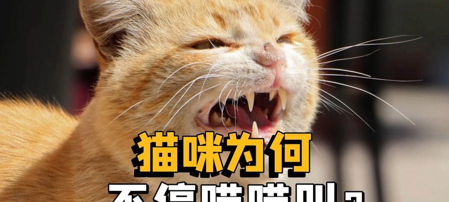 小猫为什么老喜欢叫（探索小猫叫声的原因及解释）