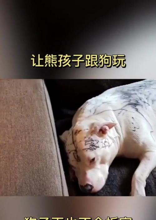 宠物狗（为什么选择宠物狗作为宝宝的玩伴？）