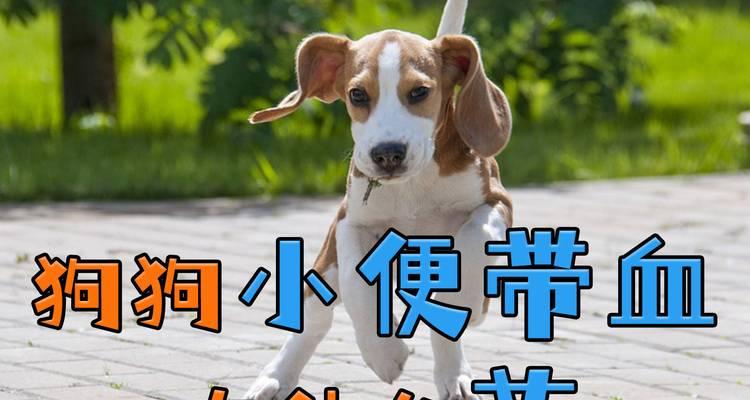 狗狗用药后为何会出现睡眠增加的情况？（探讨狗狗用药后显著增加睡眠的原因和解决方法）