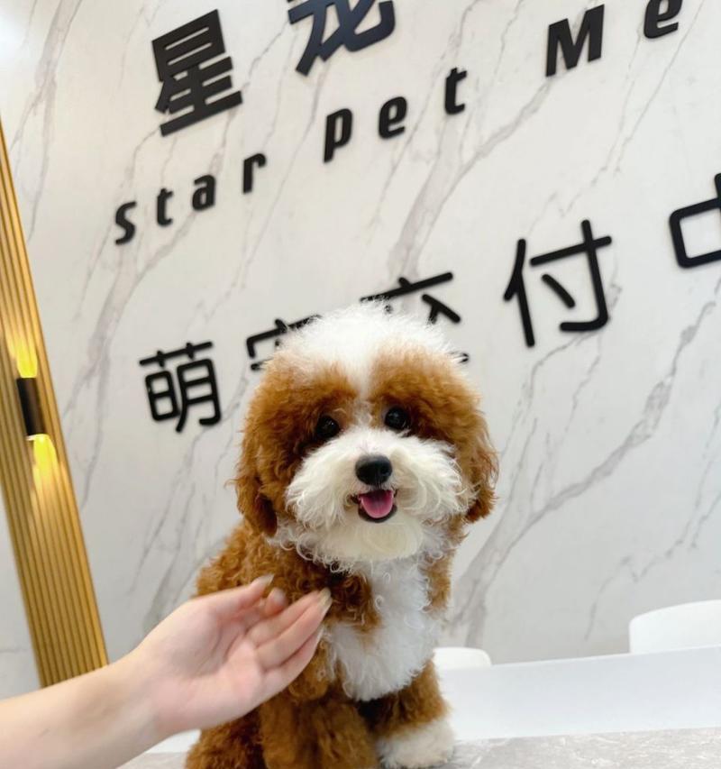 泰迪犬的智商有多高？（揭秘泰迪犬聪明的秘密，探索其智商上限）