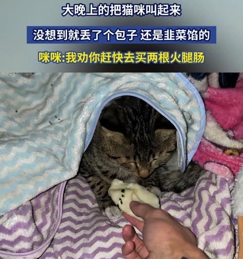 小猫晚上为什么会叫？（揭秘小猫夜晚叫声背后的原因）