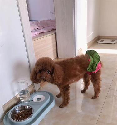 泰迪坐月子饮食指南（为泰迪定制的健康营养菜单）