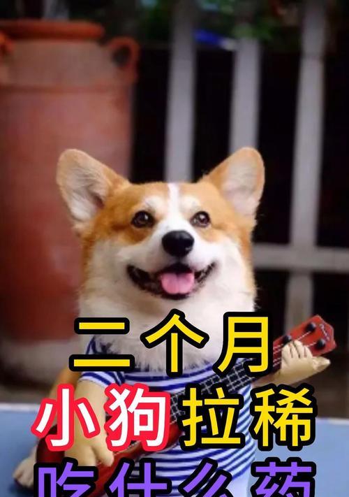 狗狗拉稀吃什么药？如何有效解决狗狗拉稀问题（了解拉稀的原因与狗狗所需的正确治疗方法）