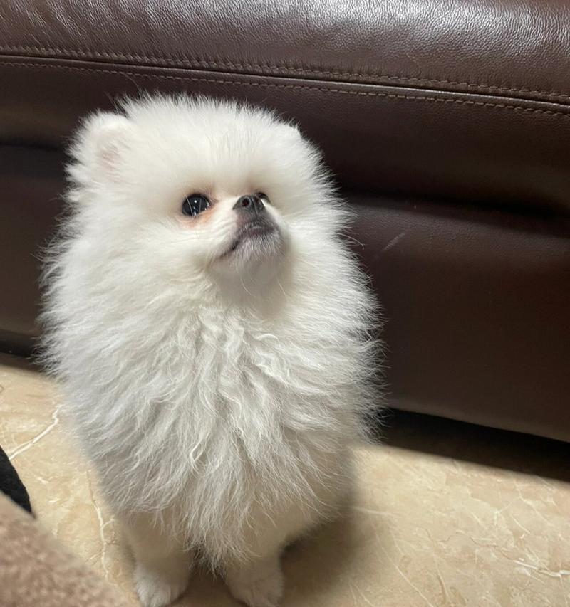 狗狗下巴长了一个包是什么？（狗狗下巴长包的原因、症状及处理方法）