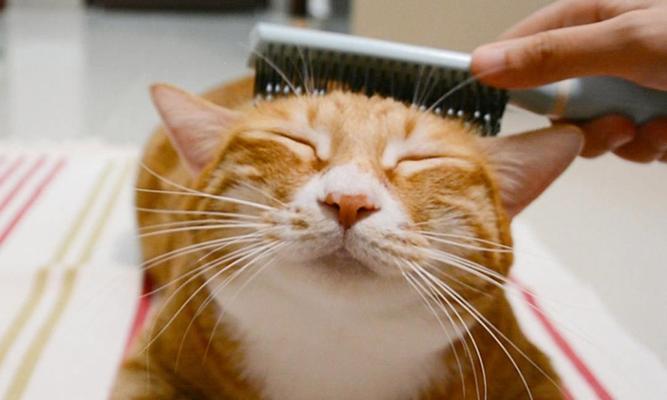如何预防猫咪脱毛？（掌握关键营养，让毛发更健康）