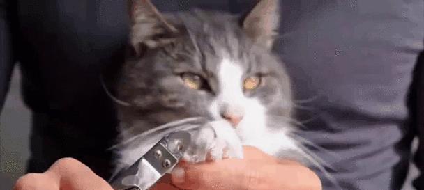 猫咪咬人的原因及解决方法（猫咪咬人行为背后的真相与解决之道）