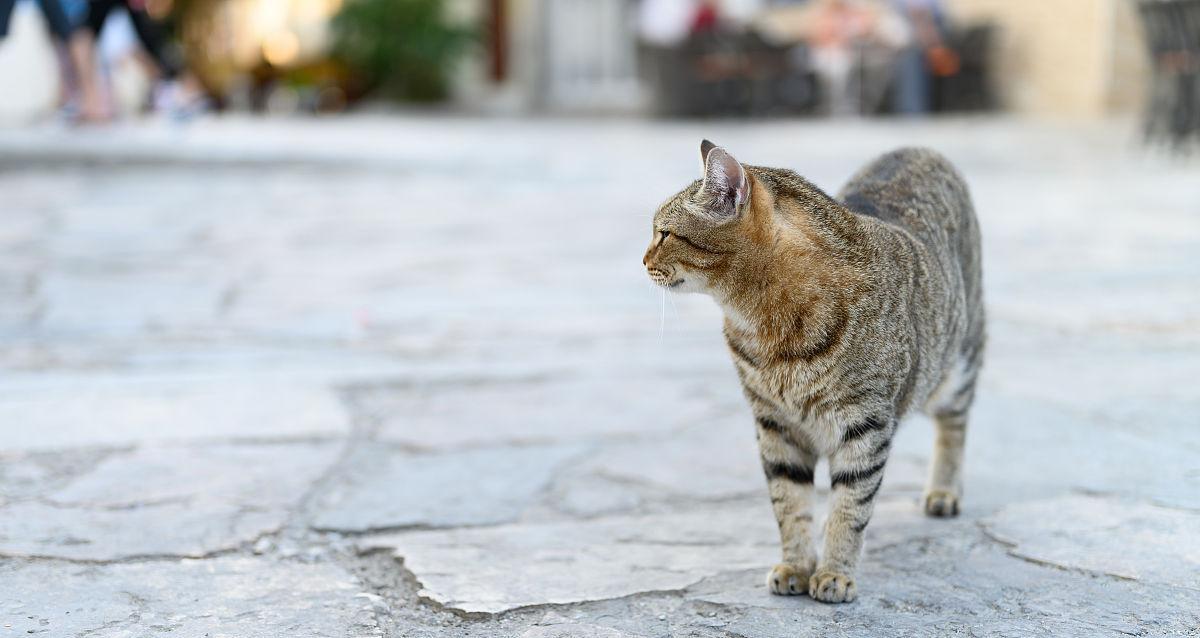 黑白条纹的猫——优雅与神秘的美（探寻黑白条纹猫的魅力与特点）