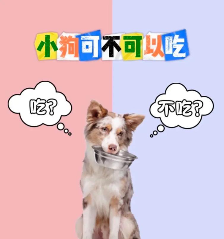 小狗何时可以开始吃固体食物？（养狗新手必读！小狗进食时间的指南）