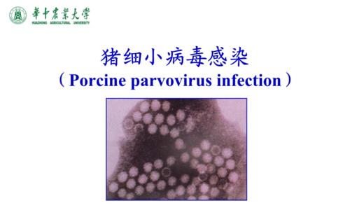 微小病毒的传播途径揭秘（探寻微小病毒传播的奥秘及防控之道）