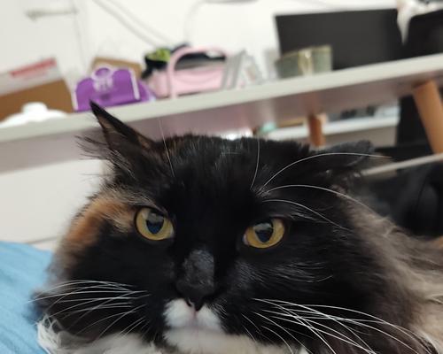 选择哪种猫作为老鼠猎手？（不同猫品种的捕鼠能力与特点）