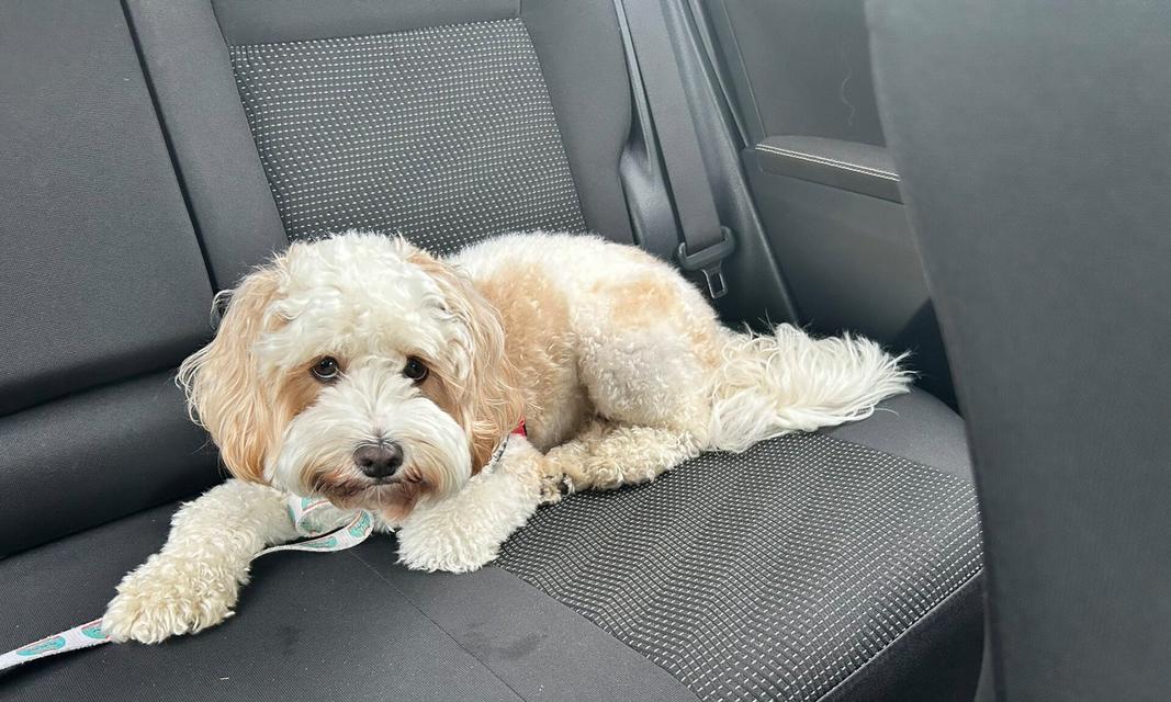 狗狗的常规疫苗接种计划（了解宠物犬每年必须接种的重要疫苗）