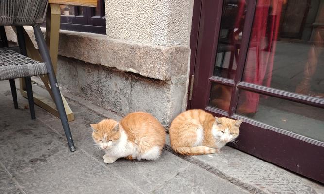 猫与猫打架（探索猫咪之间打架的原因及解决方法）