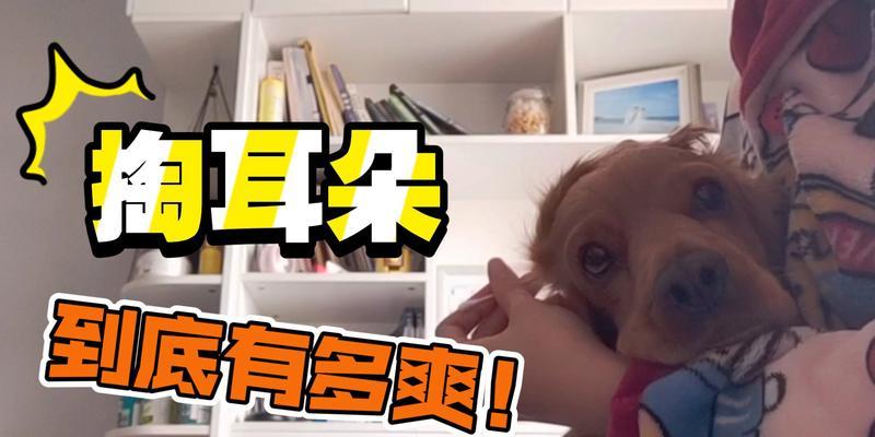 狗为什么需要修耳朵？（探讨狗修耳朵的必要性和好处）