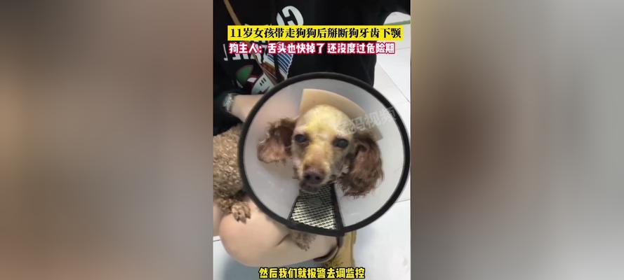 狗狗牙掉光了怎么办？（失去牙齿后的适合食物及护理方法）