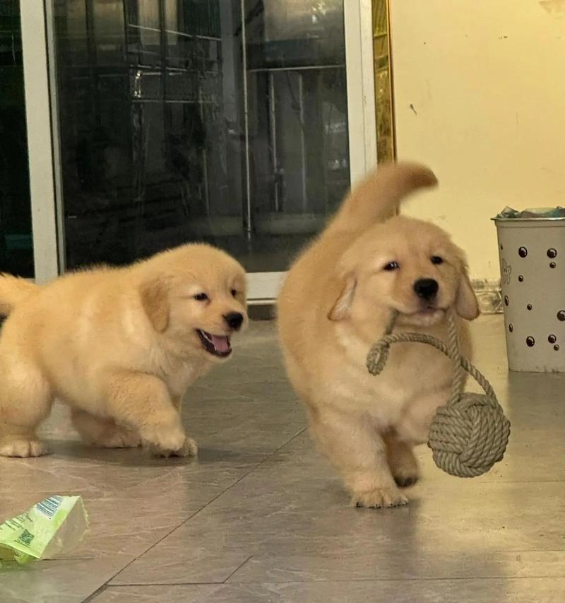金毛狗狗的最爱玩意（揭秘两个月大金毛狗狗的最爱玩具及其关键原因）