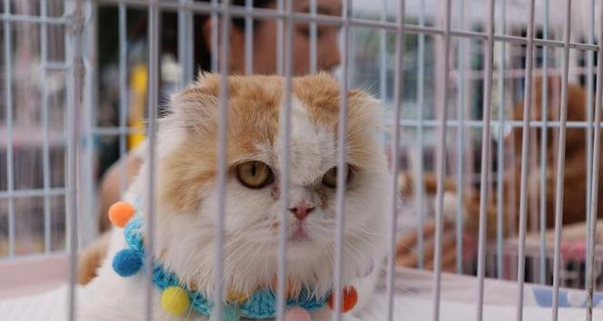 揭秘猫眼之谜（探索猫眼的奥秘，解析大眼猫咪的优势）