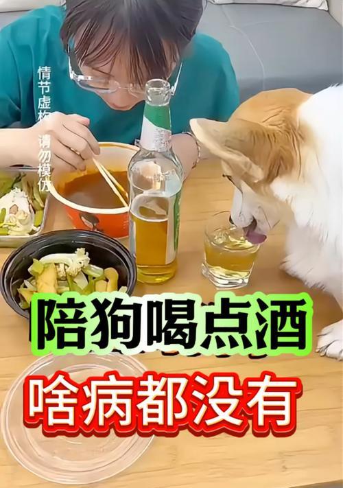狗狗不吃不喝的原因及处理方法（探寻为何狗狗不吃不喝，为它们提供正确的护理）