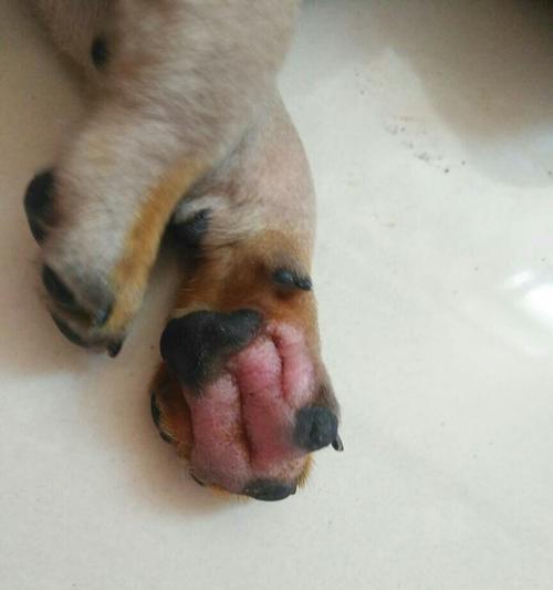 狗狗脚趾骨应该吃什么？（满足宠物狗口腹之欲的最佳选择）