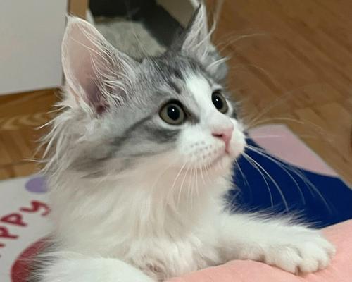 探索以430的猫的品种之谜（揭开以430的猫是何种品种的神秘面纱）
