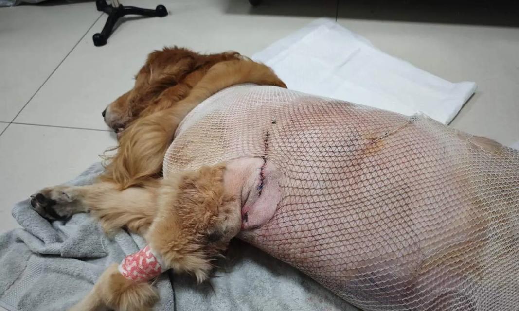 金毛犬肚子胀是什么病？（了解金毛犬肚子胀的原因和应对方法）