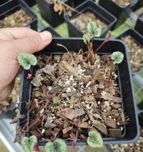探秘以仙客来为何开花不大的奥秘（解析以仙客来开花不大的原因与对策）