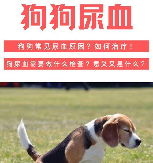 犬血常规检查的意义和应用（了解你的宠物健康状况——犬血常规检查的重要性）