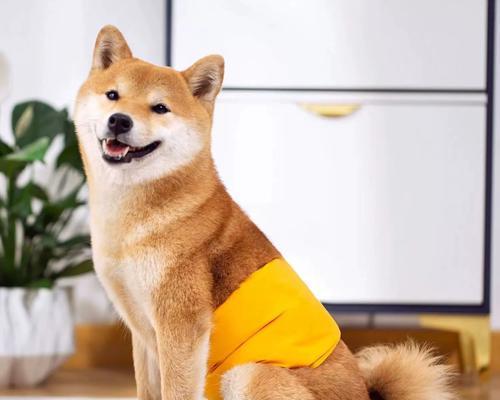 公狗配种的注意事项（公狗繁殖保健与配种技巧）