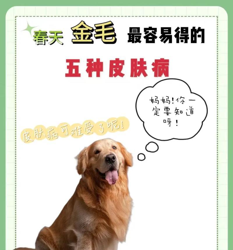 小金毛皮肤病的治疗方法及药物推荐（针对小金毛皮肤病的药物治疗方案及注意事项）