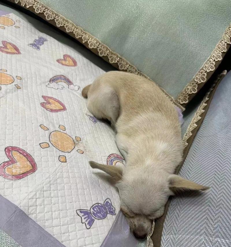 探索白黄相间的狗的品种之谜（以颜色为主导的宠物犬的独特魅力）